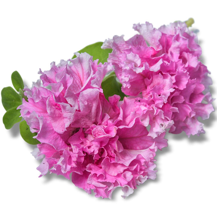 Close up of Peace Petunia blooms on a white background.