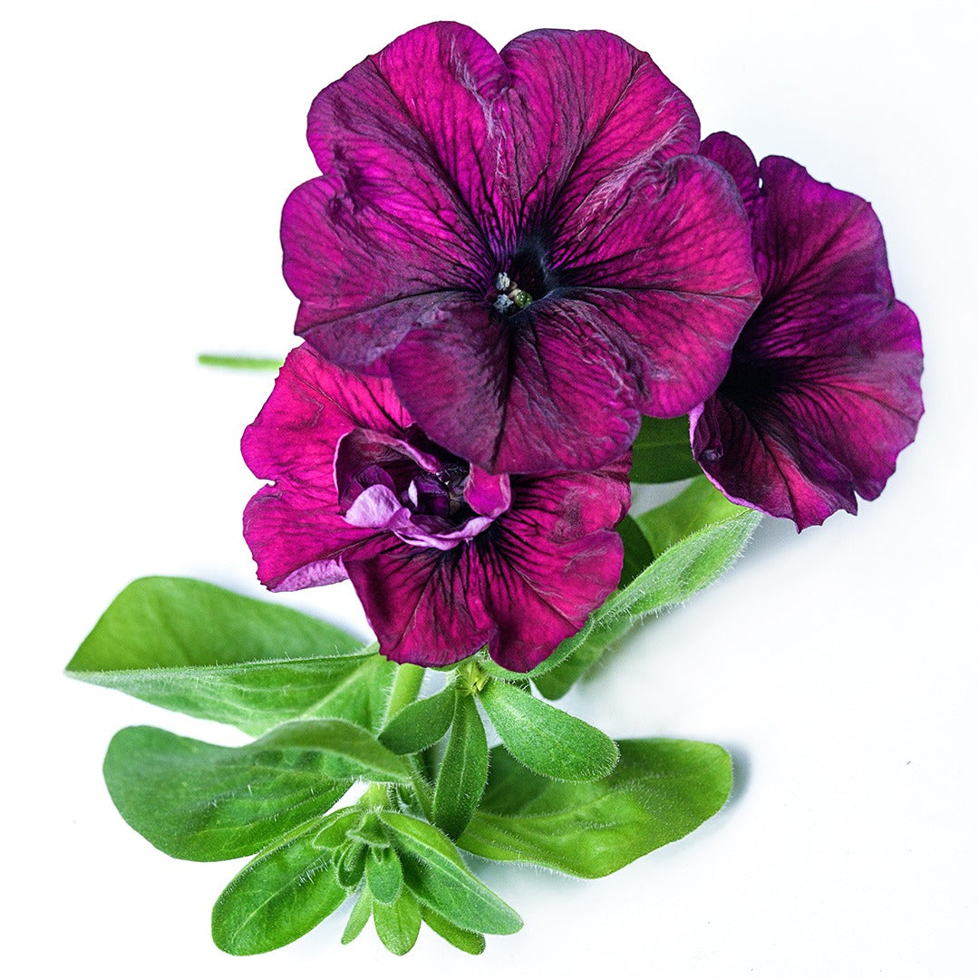 A cluster of Purple Dwarf Petunias on a white background
