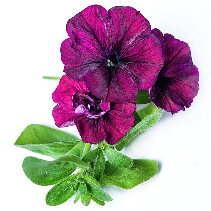 A cluster of Purple Dwarf Petunias on a white background