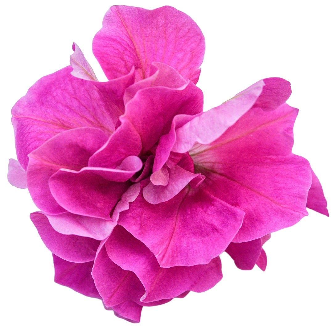Close up of Rosa Bonheur Petunia bloom on a white background.