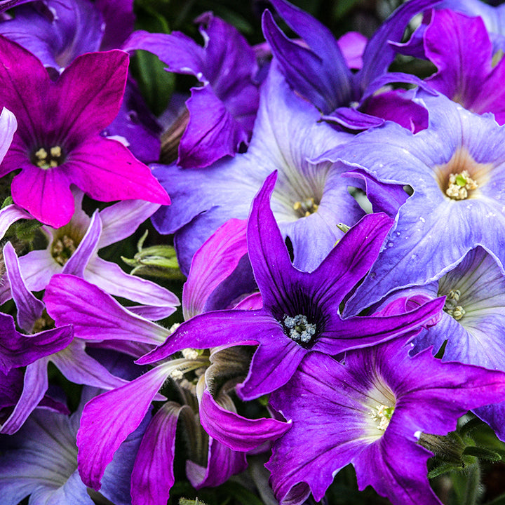 Close-up Sparklers Petunia highlighting range of colors and delicate bloom formation.