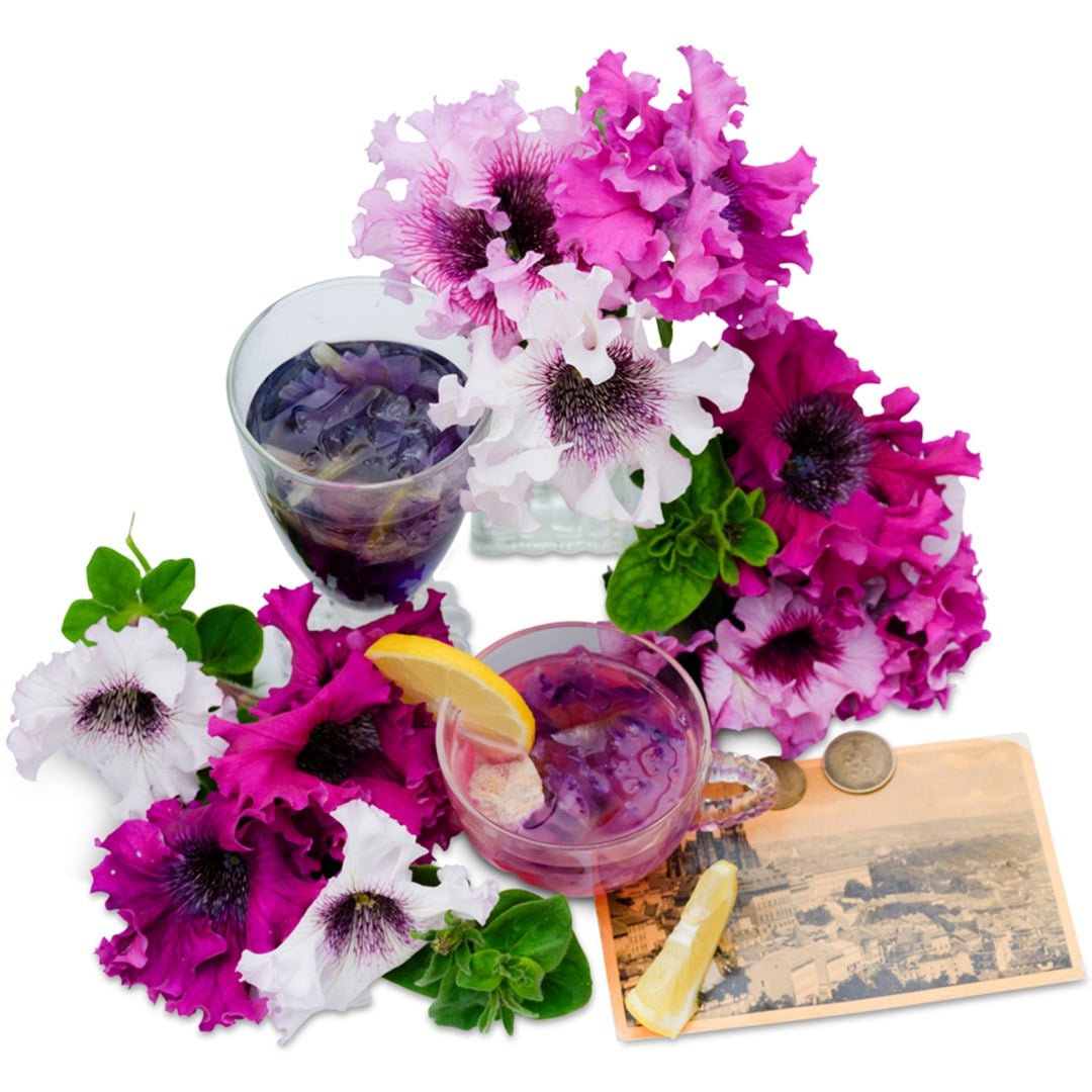 Superbissima Cerny's Triumph Mix Petunia blooms with petunia tea on a white background.