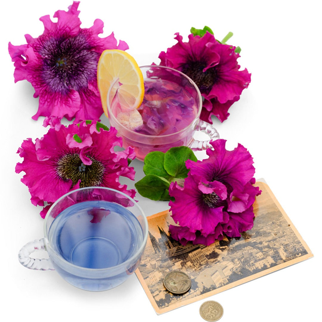 Superbissima Cosmic Cherry Petunia blooms with petunia tea on a white background.