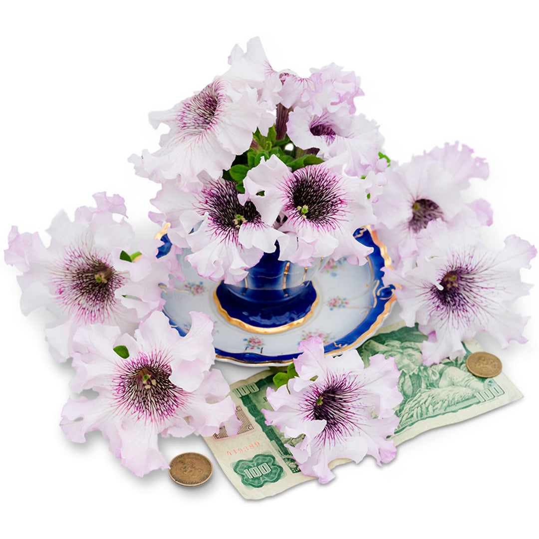 Superbissima Giant Alba Petunia blooms in a decorated teacup on a white background.