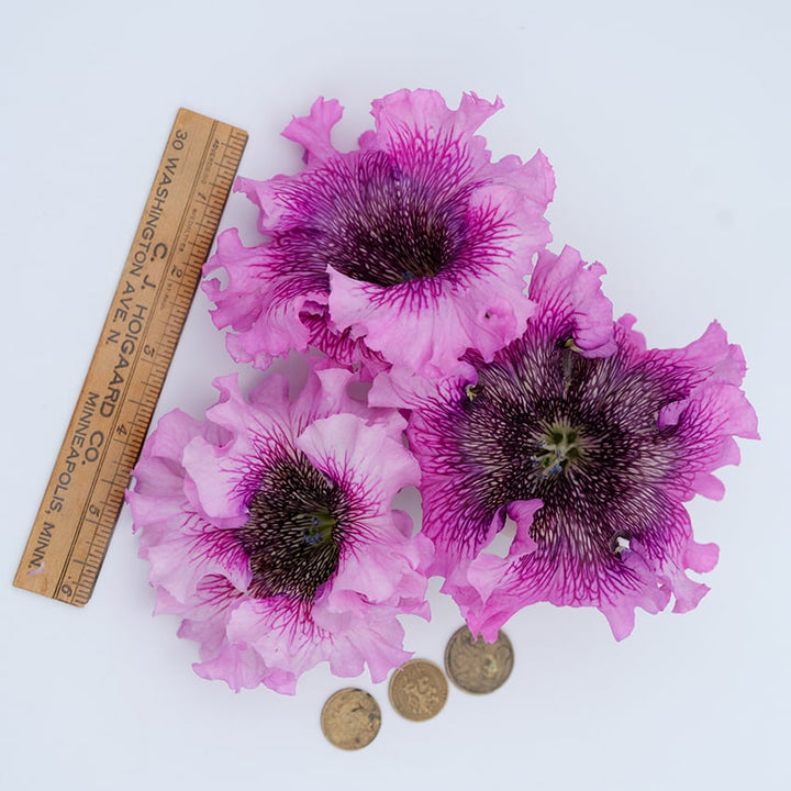 Close-up of Superbissima Giant Rose Petunias on a light background.