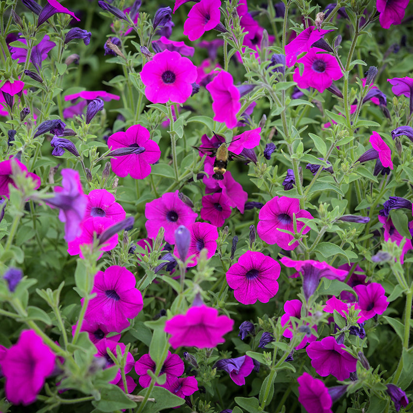 Wild Violet Petunia growing in garden.