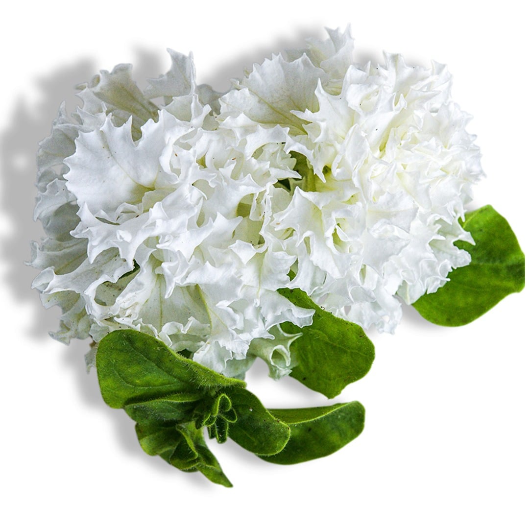Pair of White Double Petunia blooms on a white background.
