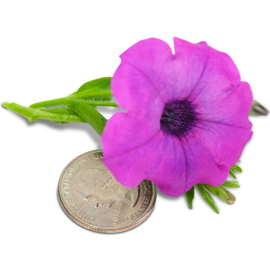 Close up of Wild Violet Petunia with coin to show size on a white background.
