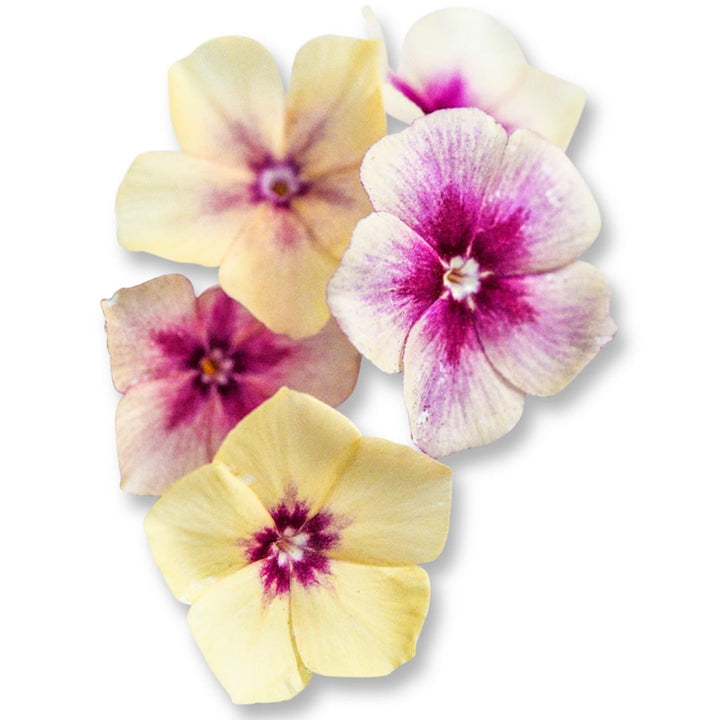 Cherry Caramel Phlox blooms on a white background.