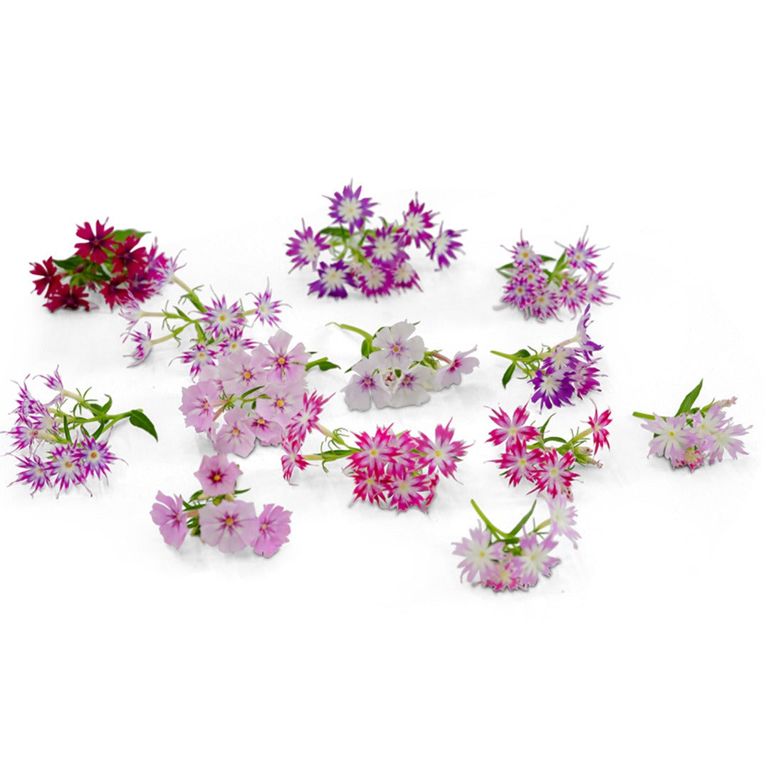 Phlox Seeds, Twinkles Dwarf Mix