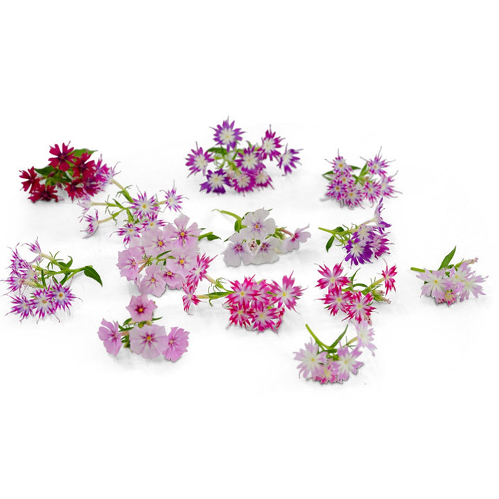 Phlox Seeds, Twinkles Dwarf Mix