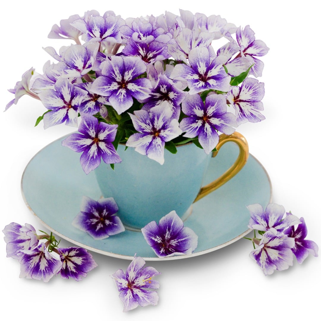Sugar Stars Phlox blooms in a teal teacup on a white background.