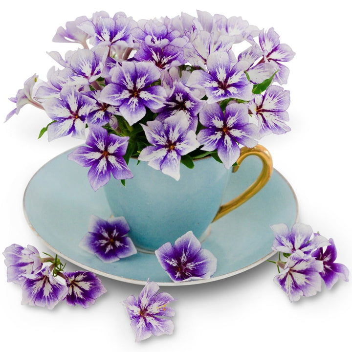 Sugar Stars Phlox blooms in a teal teacup on a white background.