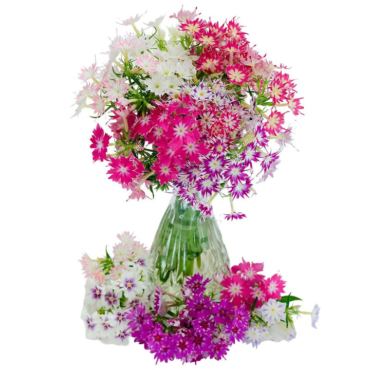 Twinkles Dwarf Mix Phlox blooms in a glass vase on a white background.