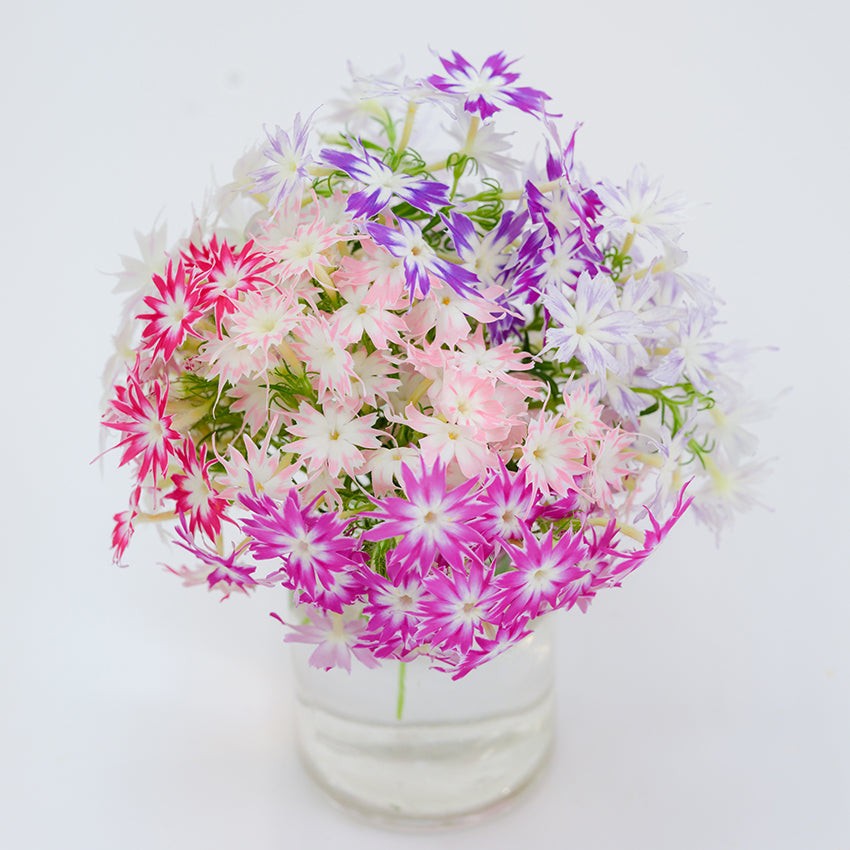 Twinkles Dwarf Mix Phlox bouquet in clear vase on white background.