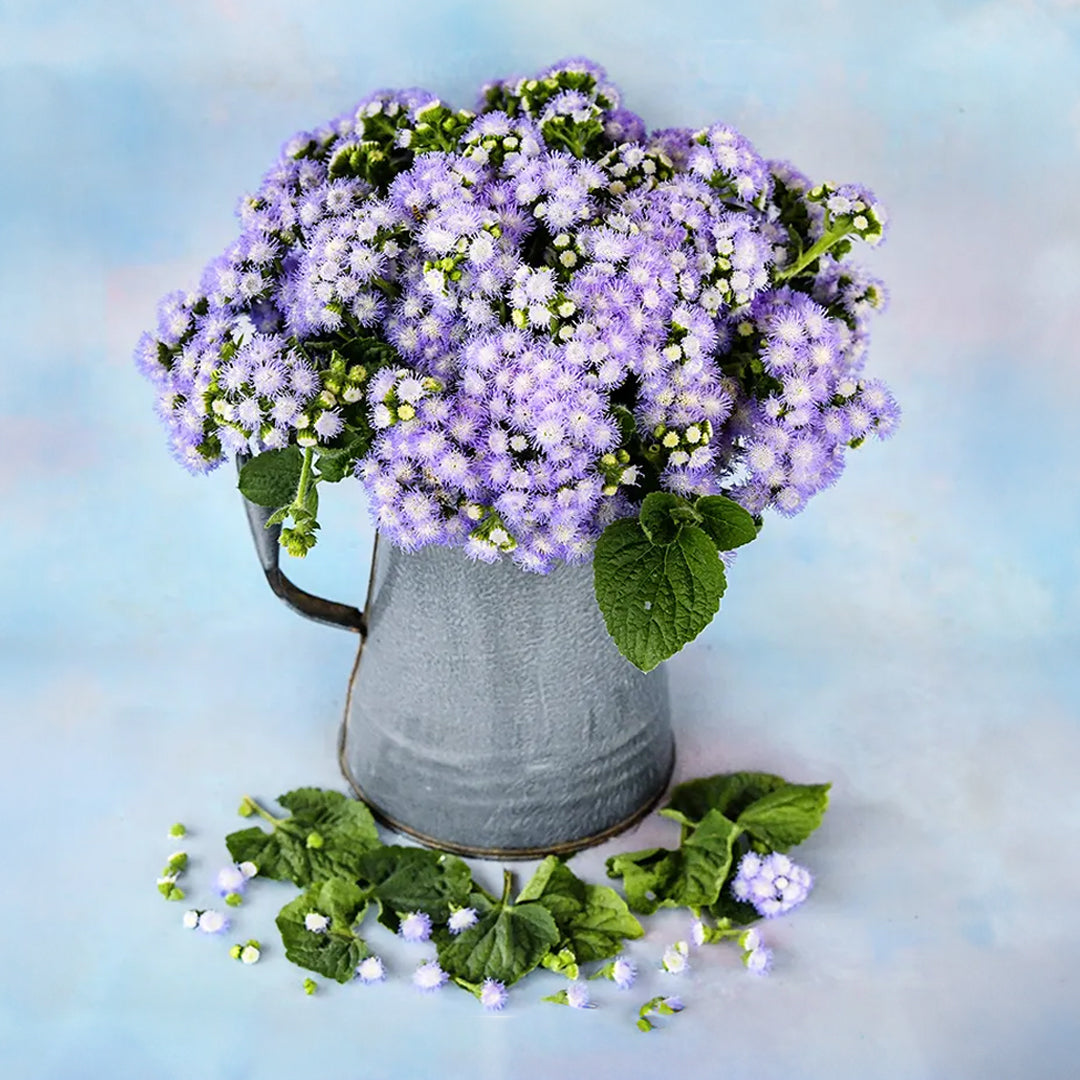 A floral arrangement of Leda Ageratum in a grey pitcher on a light blue background.