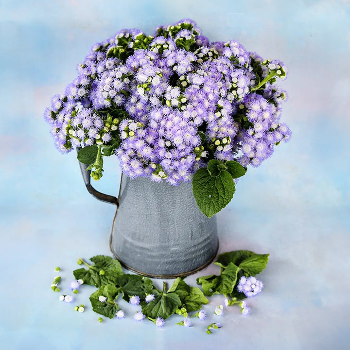 A floral arrangement of Leda Ageratum in a grey pitcher on a light blue background.