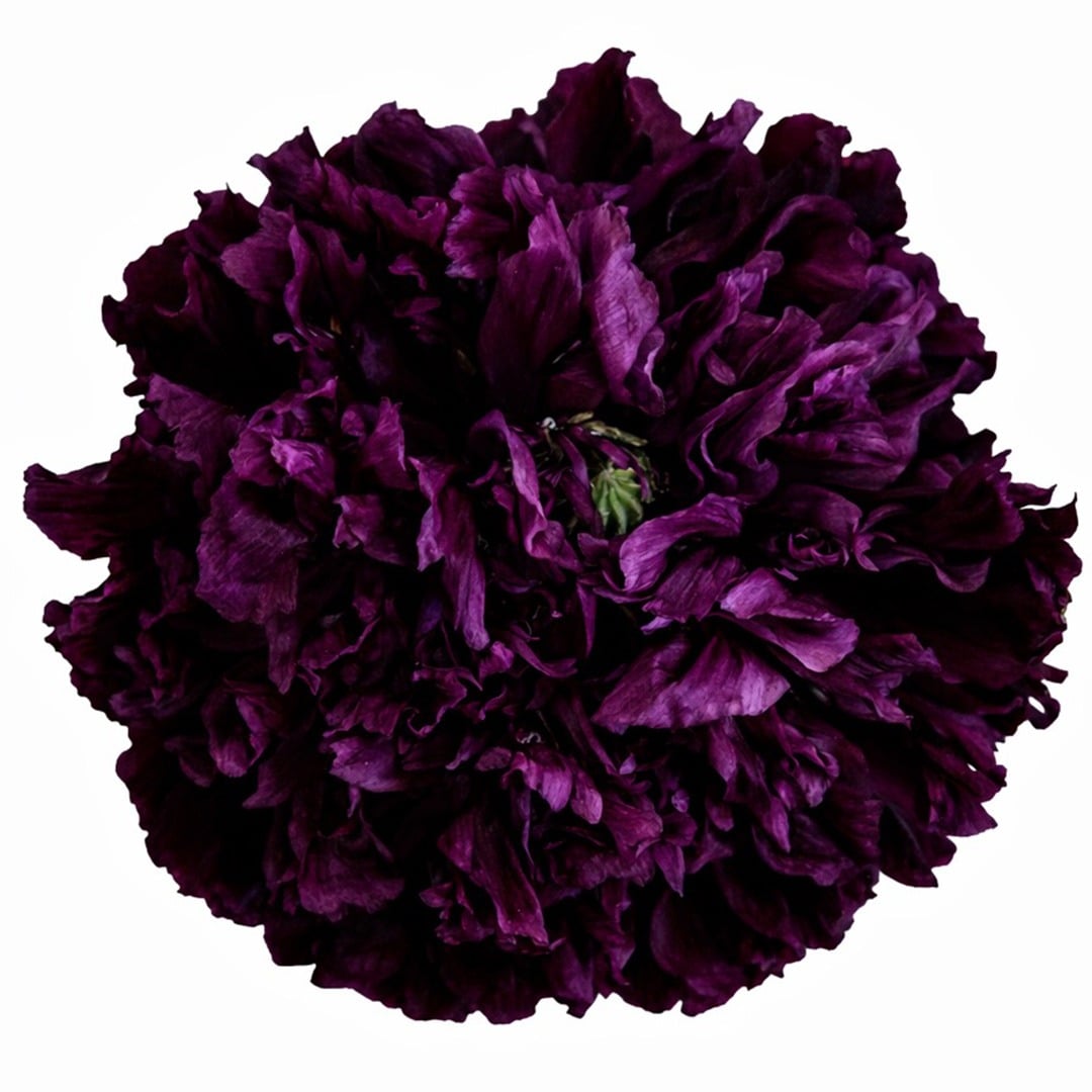 Close up of Black Peony poppy bloom on a white background.