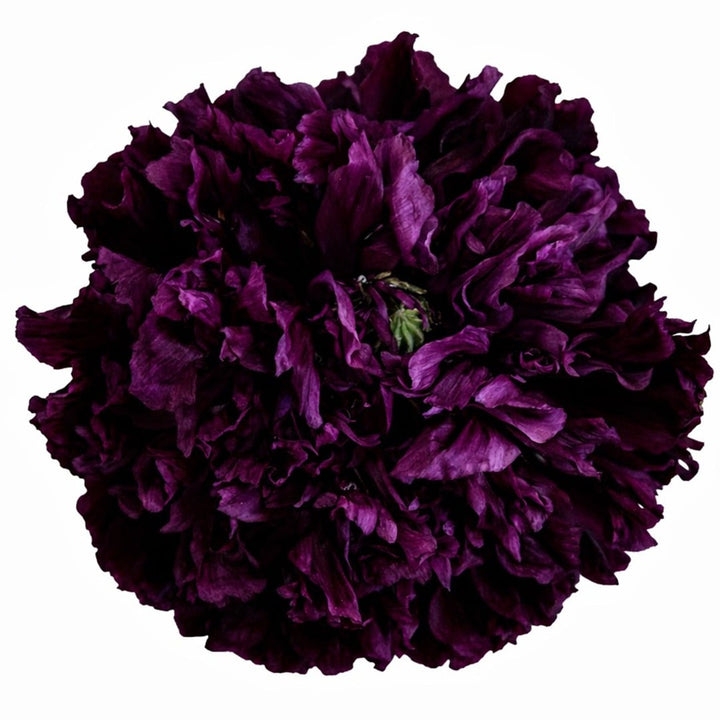 Close up of Black Peony poppy bloom on a white background.