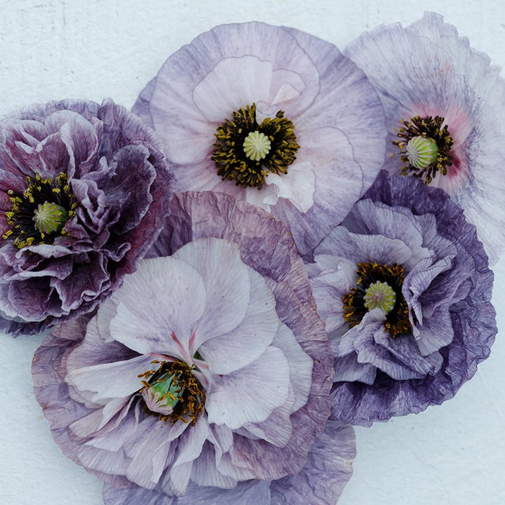 Amazing Grey Poppy blooms in varying shades on white background.