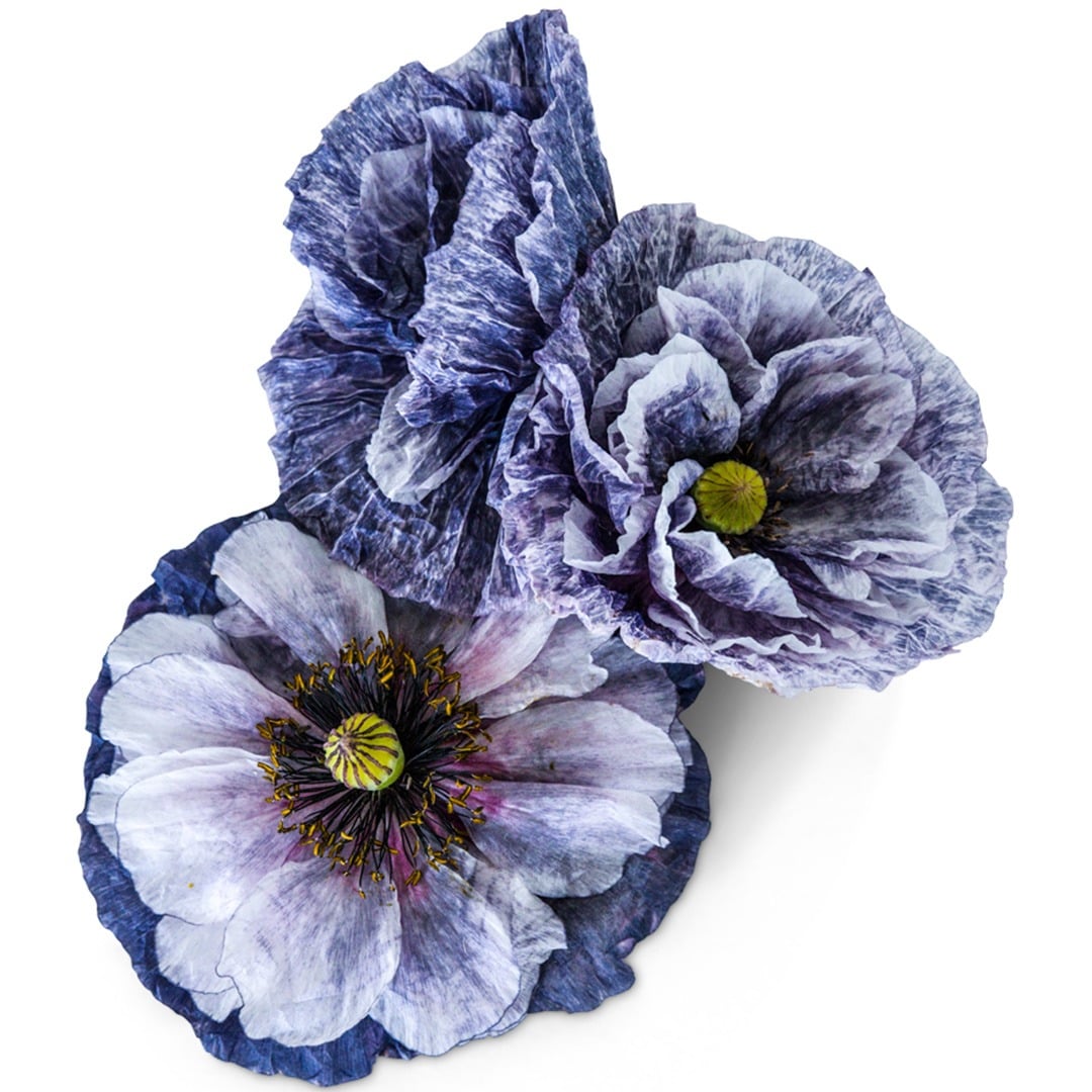Amazing Grey Poppy Blooms on a white background.