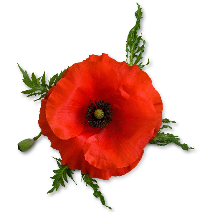 Single American Legion Poppy Bloom on a white background.