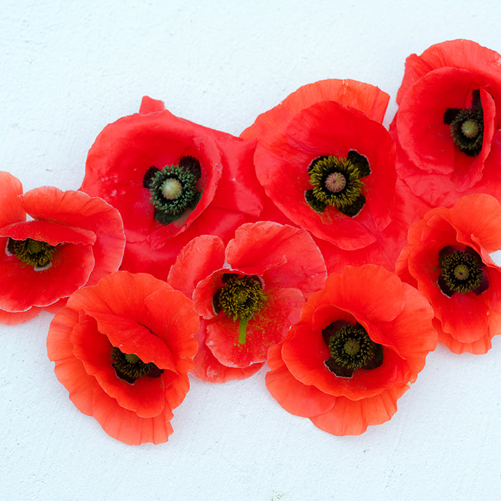 Close-up American Legion Poppy on white background.