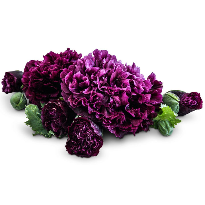 Black Peony Poppy Blooms on a white background.