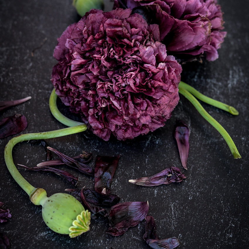 Duo of Black Peony Poppies on black background