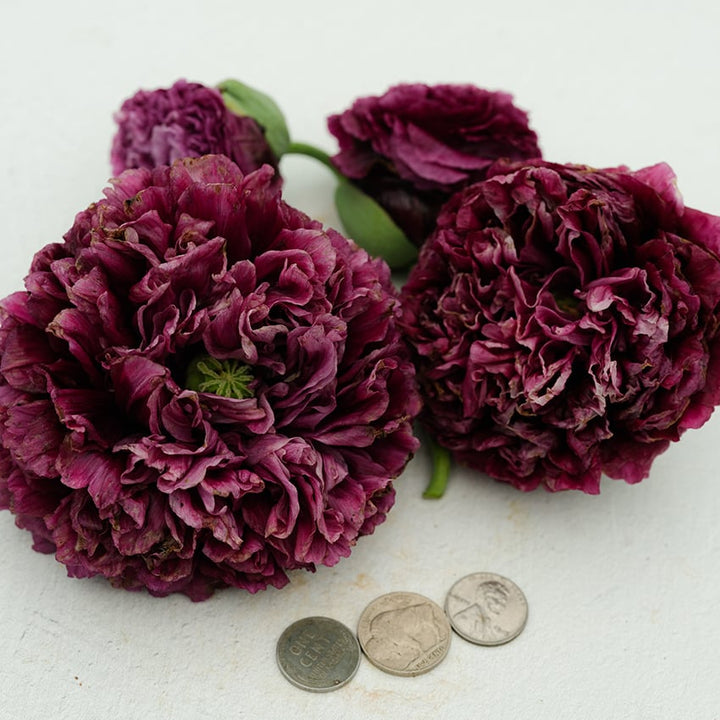 Black Peony Poppy with coins for size reference and white background.