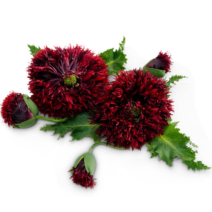 Pair of Black Swan Poppy Blooms on a white background.