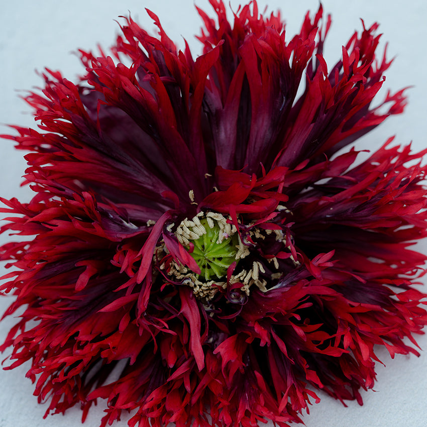 Close-up Black Swan Poppy showing deep red shades on light blue background.