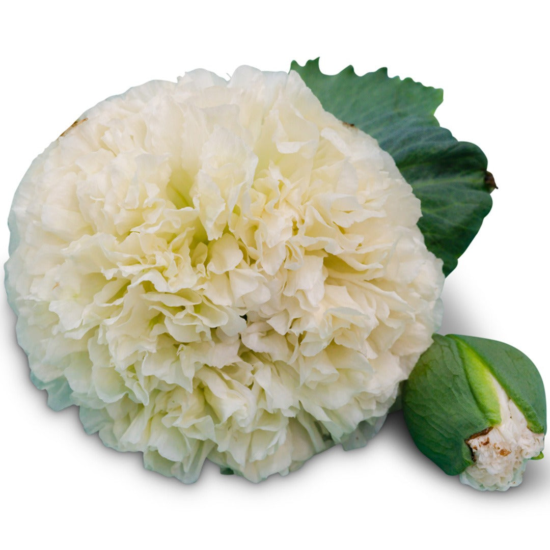 Close up of single Cream Peony Poppy Blooms on a white background.