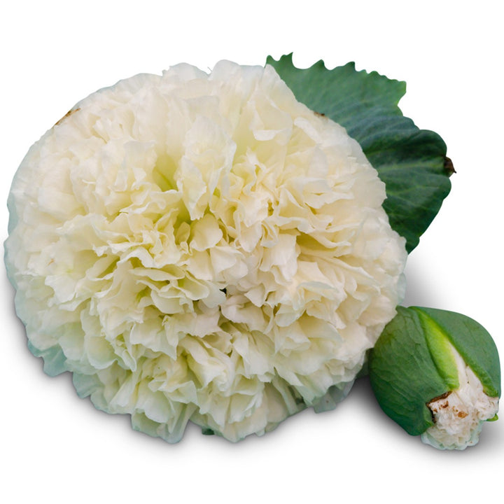 Close up of single Cream Peony Poppy Blooms on a white background.