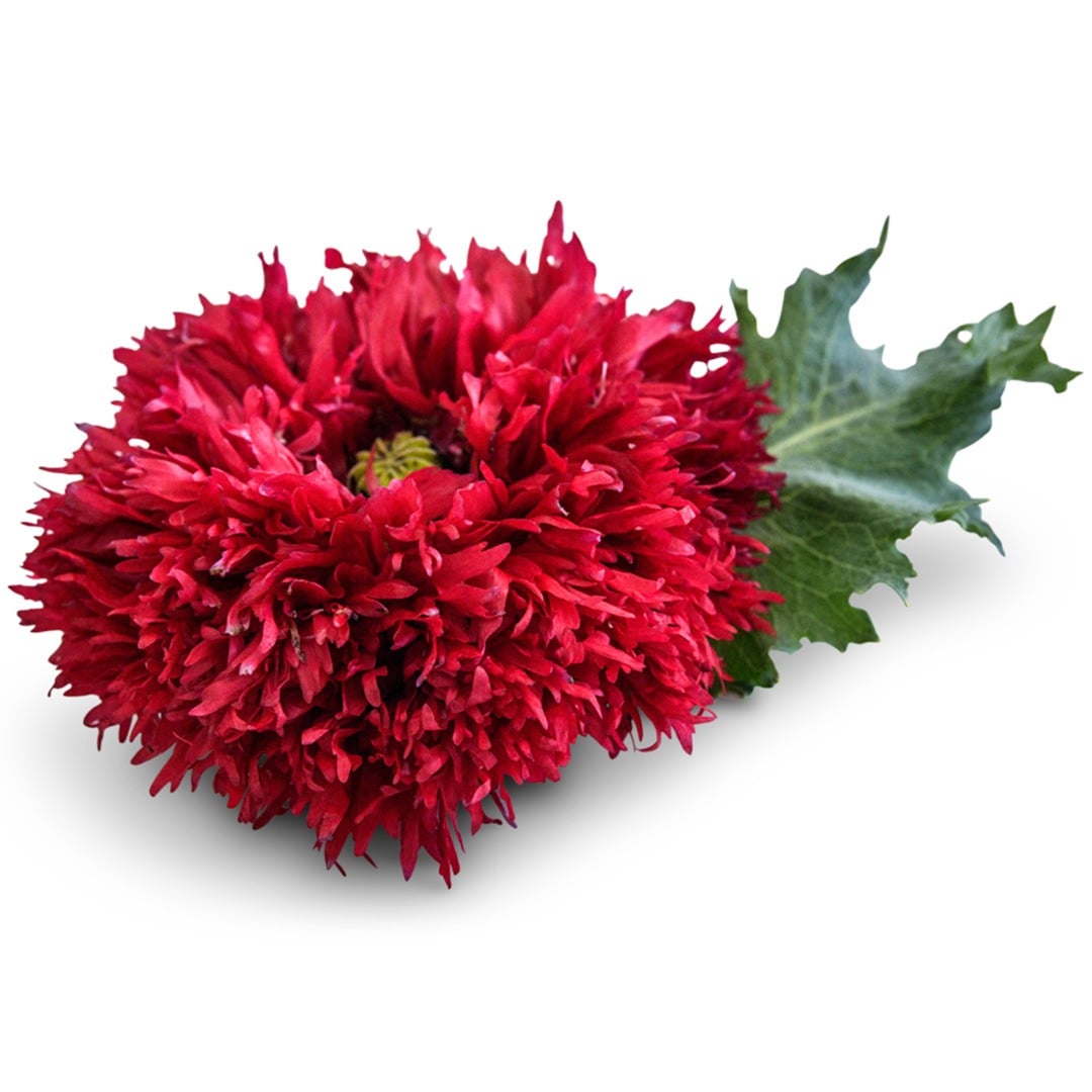 Single Crimson Feathers Poppy bloom on a white background.