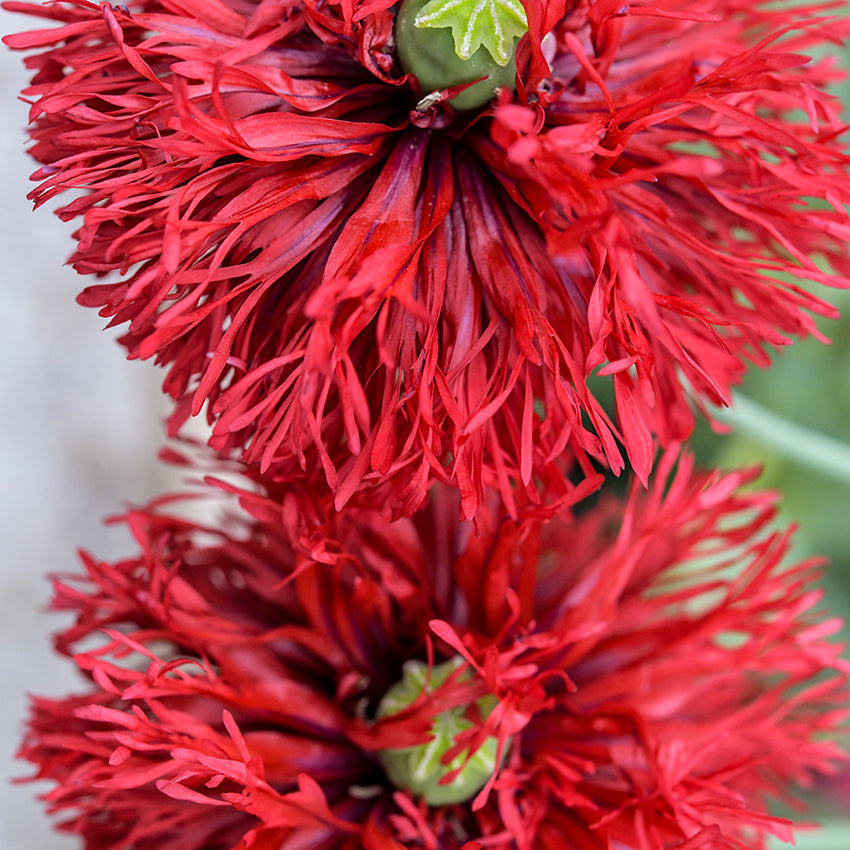 Close-up of Crimson Feathers Poppy