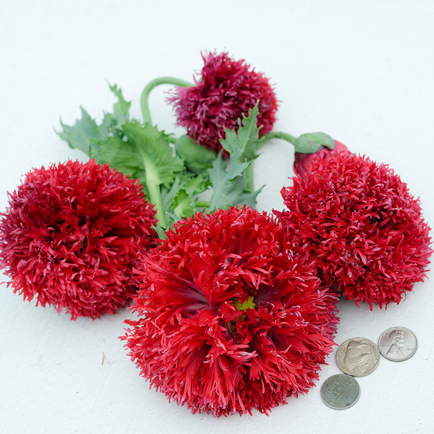 Crimson Feathers with coins for size reference on white background.