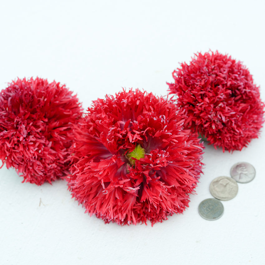 Crimson Feathers Poppy on white background with coins for size reference.