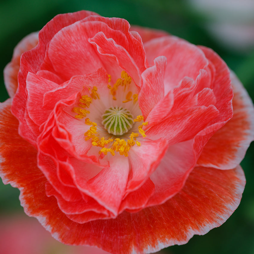 Close-up detail Falling in love Poppy.