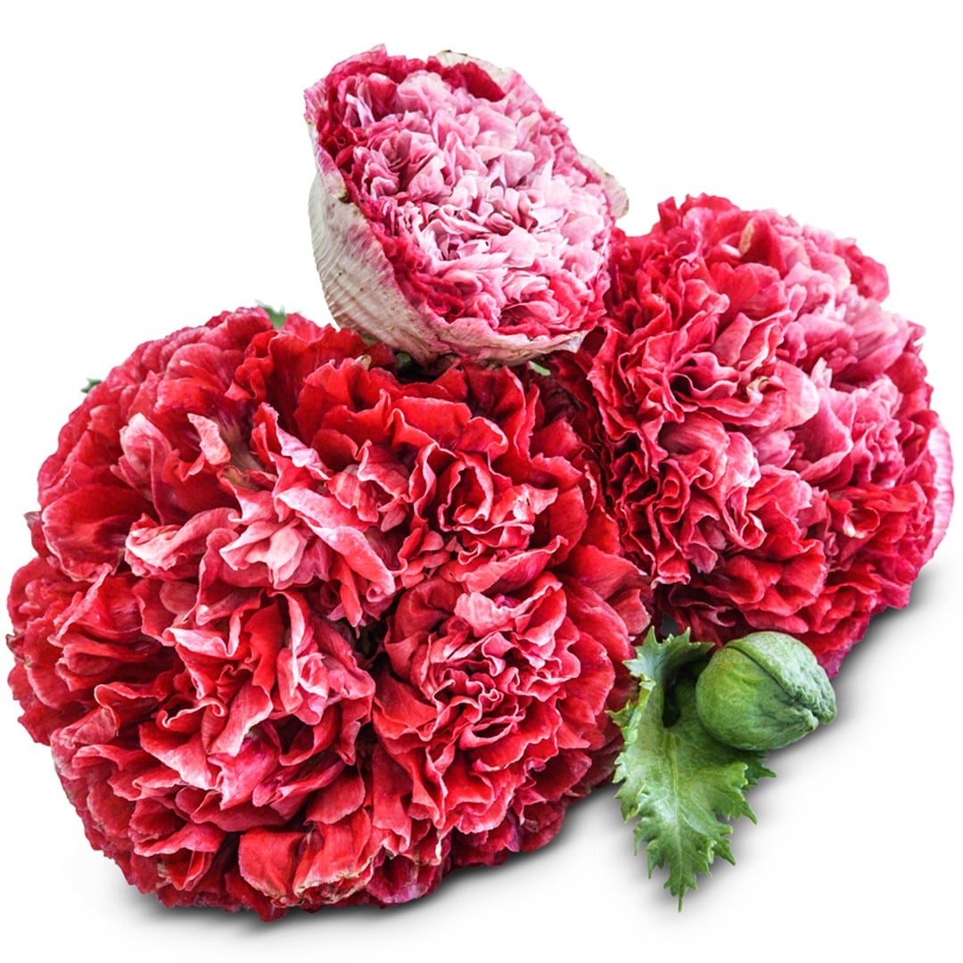 Flemish Antique Poppy blooms on a white background.