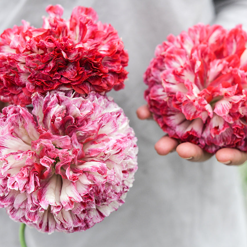 Flemish Antique Poppy being held by gardener.