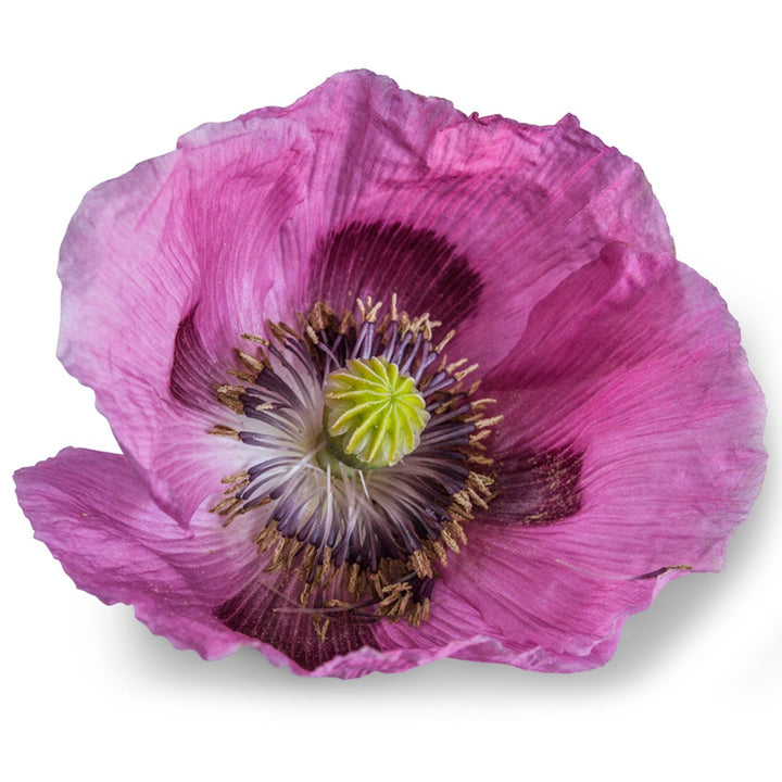 Single Florist Pepperbox Poppy bloom on a white background.