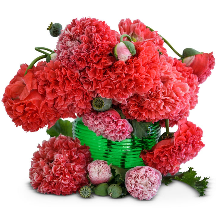 Frosted Salmon Poppy in a green vase on a white background.