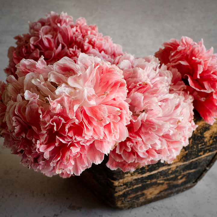 Frosted Salmon Poppy heads in wooden bowl.