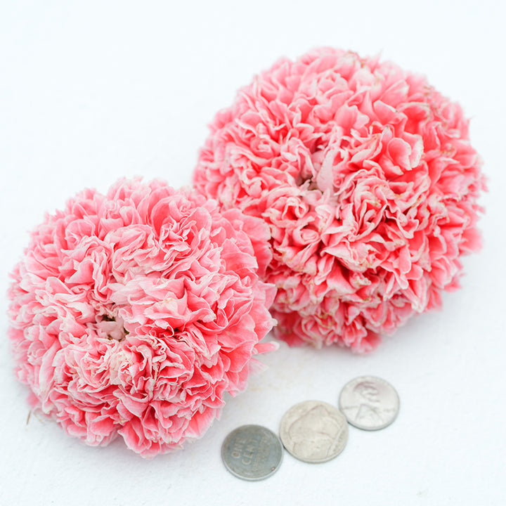 Frosted Salmon Poppy heads with coins for reference.