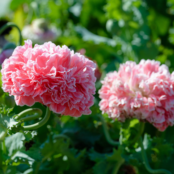Frosted Salmon Poppy growing in gardens.