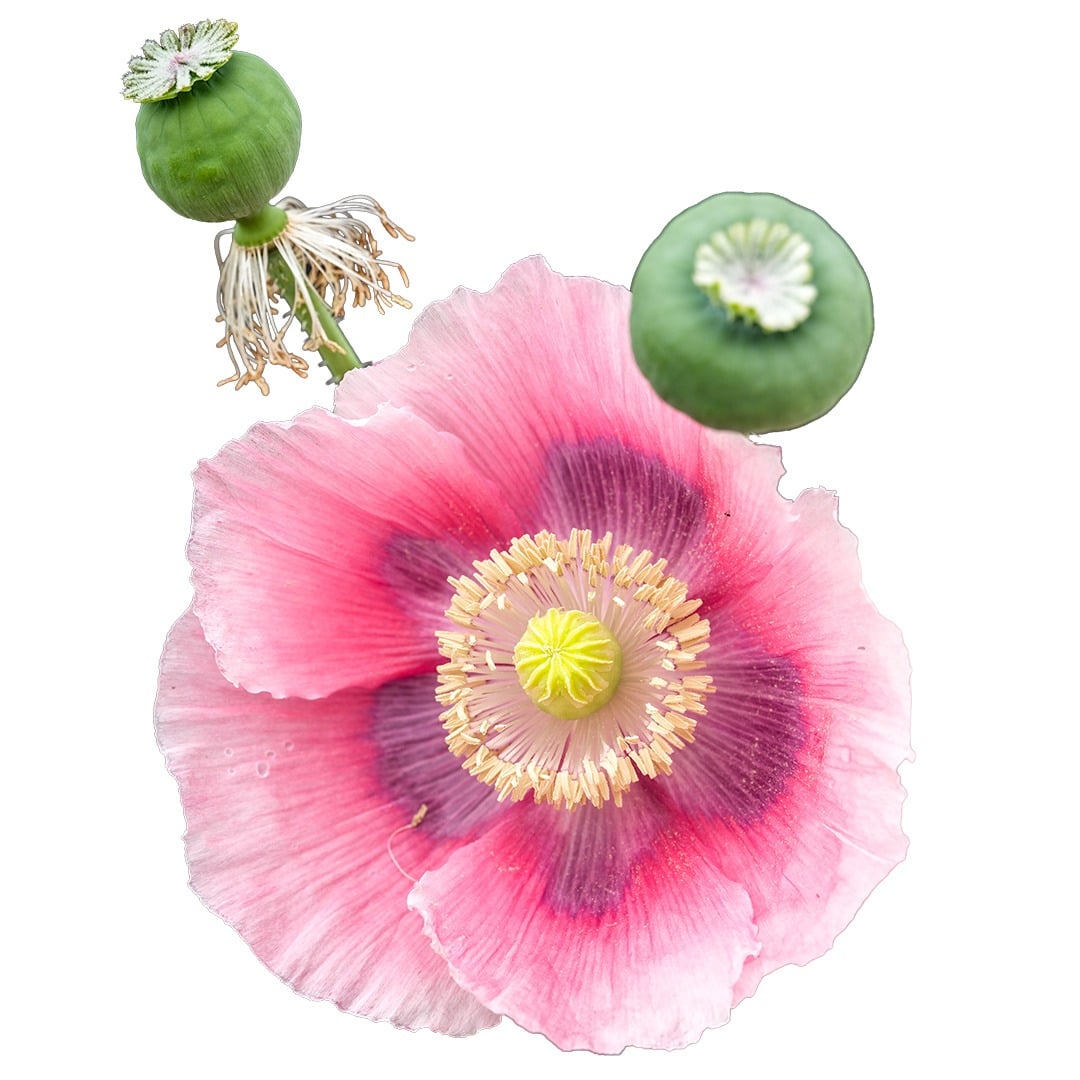 Giant Rattle Breadseed Poppy on a white background.