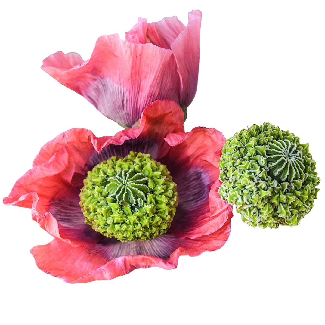 Hens and Chickens Poppy on a white background.