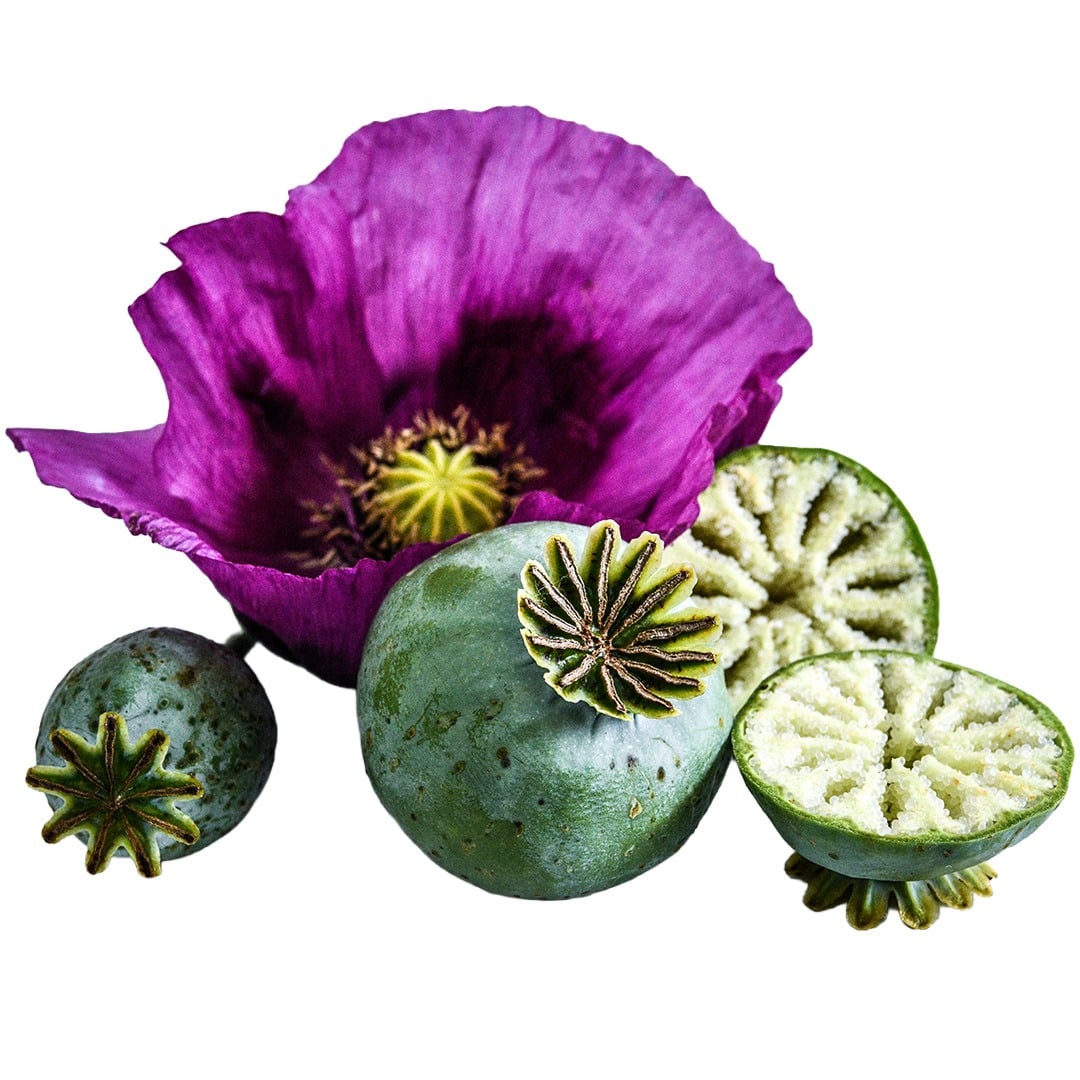 Hungarian Blue Breadseed Poppy bloom on a white background.