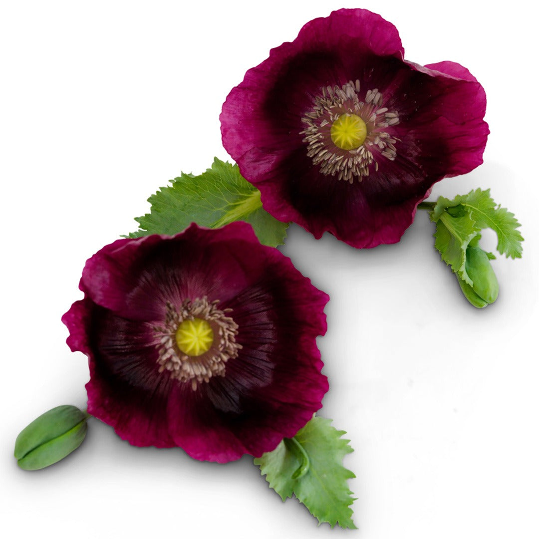 Pair of Lauren&
